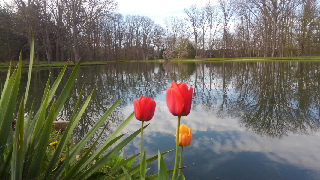Tulips by Lake