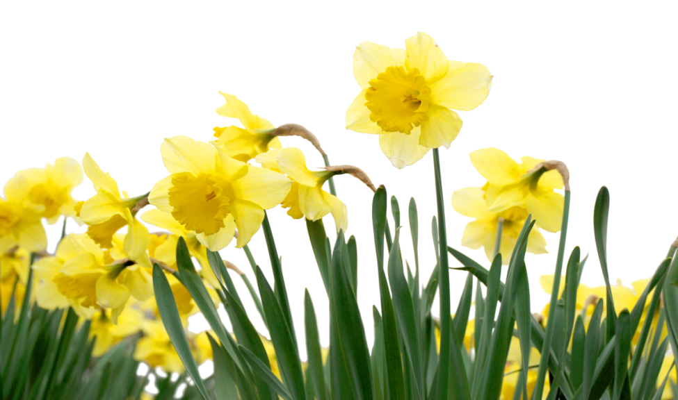 Daffodils