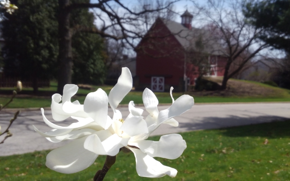 Magnoliacent Barn wide