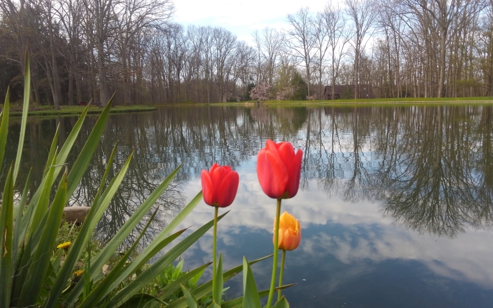 Tulips by Lake